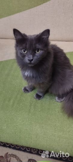 Кошка Голубика