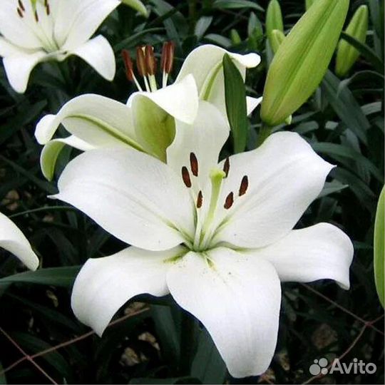 Лилии луковицы