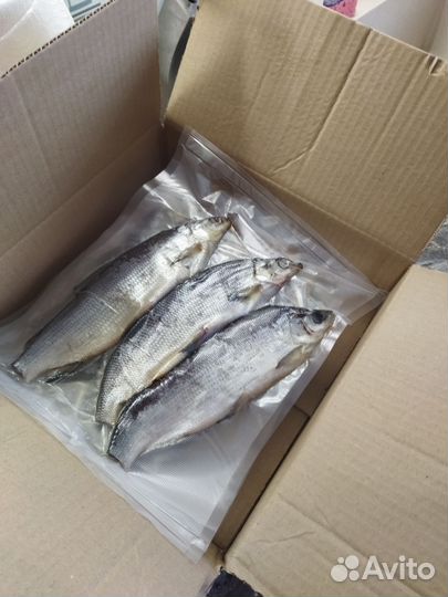 Сырок вяленый