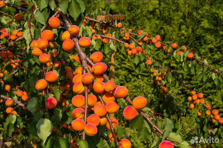 Абрикос для Сибири. Саженцы из питомника