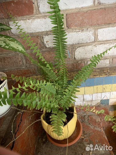 Продам комнатные цветы