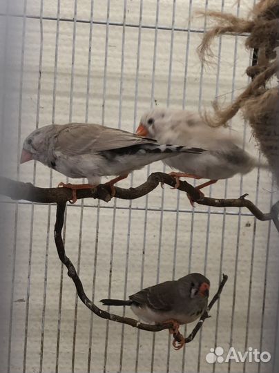 Амадины зебровые