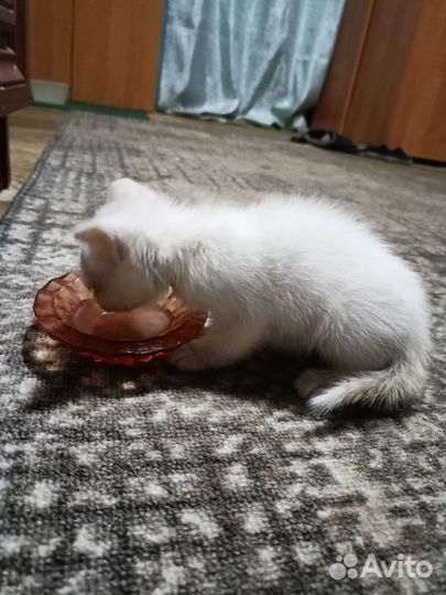 Котёнок белый