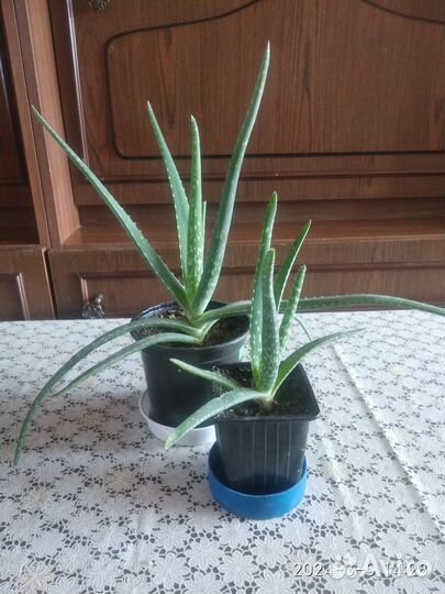 Алоэ Вера лечебный