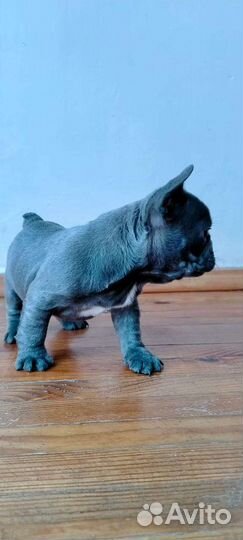 Французский бульдог голубой