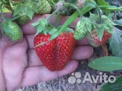 Продам саженцы Клубники укорененной