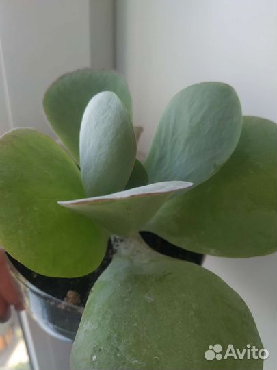 Суккуленты