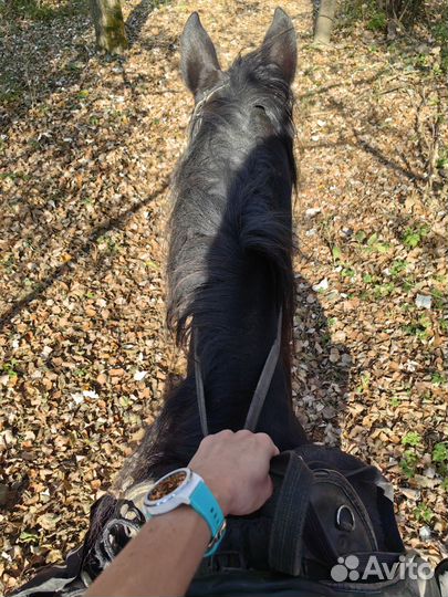 Конные прогулки в Мостовском