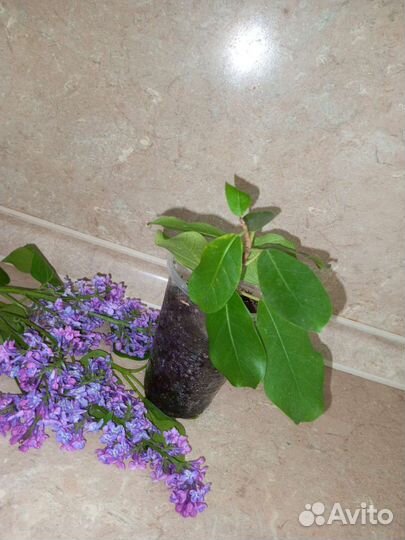 Сортовые фикусы