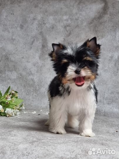 Бивер мальчики мини