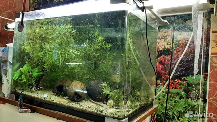 Аквариумы 200л, 150л, 50л, 330л