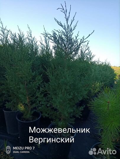 Хвойные растения