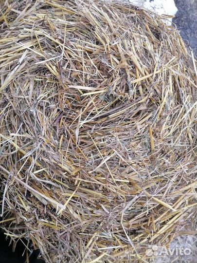 Солома овсяная