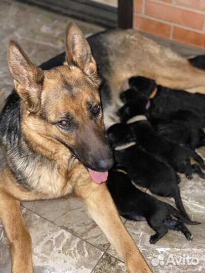 Щенки немецкой овчарки