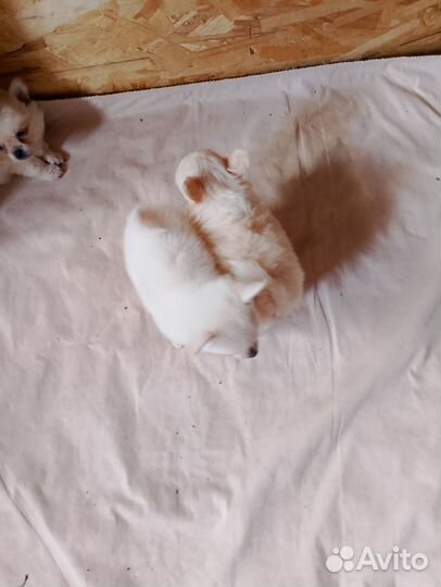 Мини Чихуахуа девочки