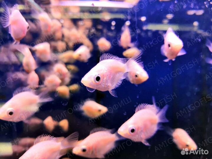 Гурами целующийся (Helostoma temminkii)