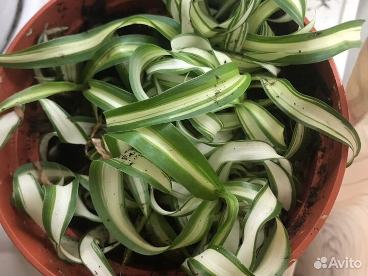 Хлорофитум кудрявый