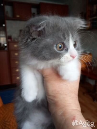 Котенок вислоухий