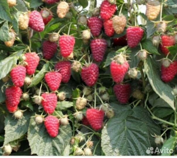 Малина Ремонтантная полана