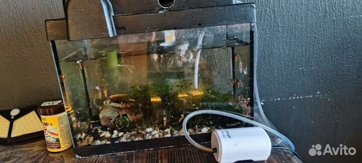 Аквариум с рыбкой и улитками
