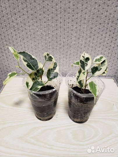 Фикус бенджамина, эластика