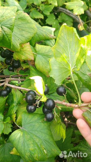 Черная смородина