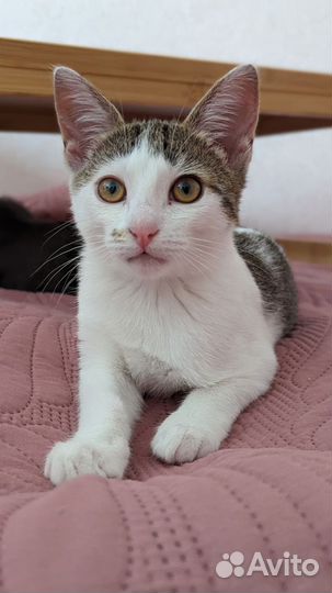 Котенок метис ориенталка