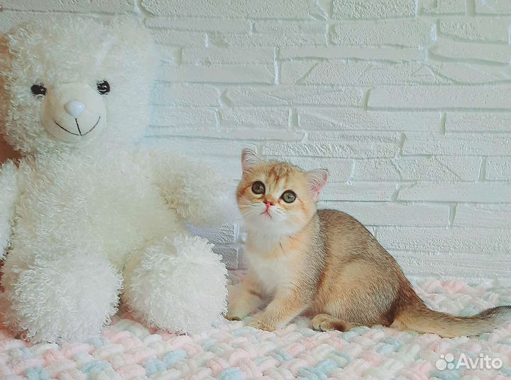 Шотландские котята