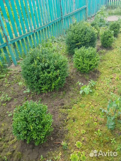 Самшит, саженцы самшита, туя