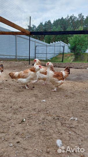 Куры наседки, Козельск