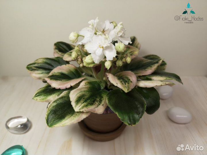 Оs Джунгарик фиалка