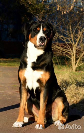 Большой швейцарский зенненхунд