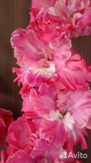 Гладиолусы луковицы сортовые флоксы тюльпаны