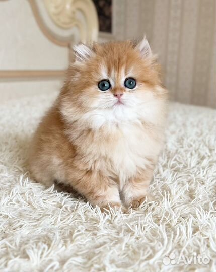 Золотая шиншилла мальчик Dean