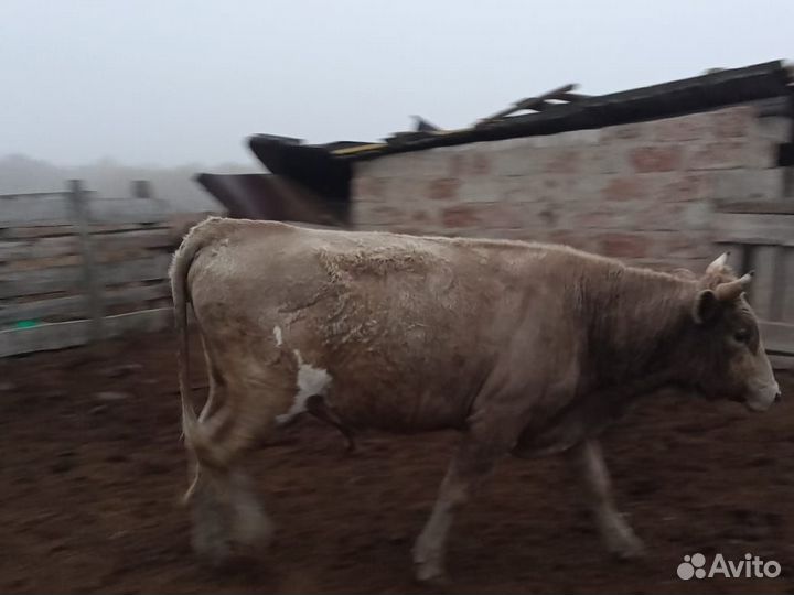 Коровы и быки