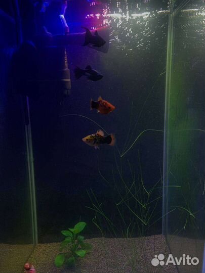 Аквариумное растение, рыбки Пецилии Молинезии