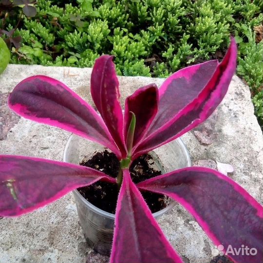 Синадениум Гранта Рубра