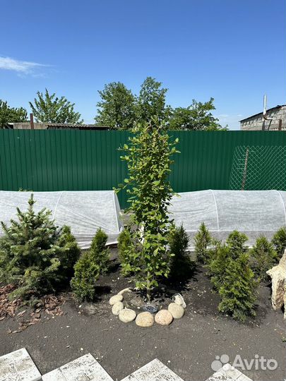 Ива Килманрок