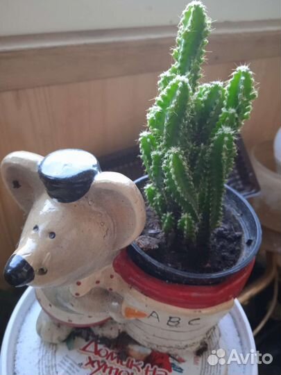 Кактусики и цветочки для души