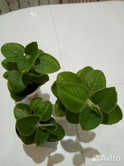 Комнатная мята