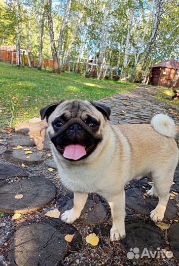 Мопс вязка мальчик