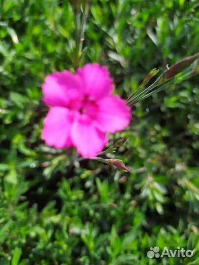 Гвоздика махровая почвопокровная и травянка. Флокс