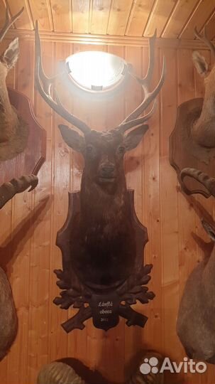 Коллекция чучел животных