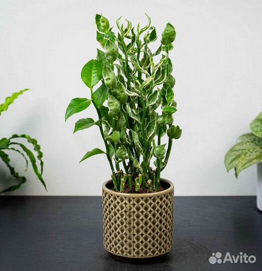 Педилантус (комнатное растение)