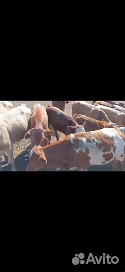 Телят в бычки