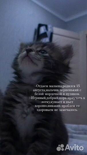 Котик