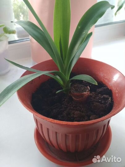 Пальма юкка молодая