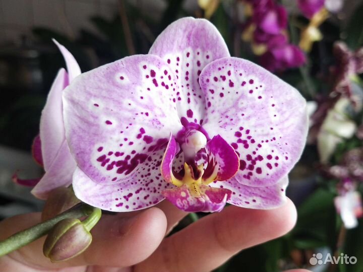 Фаленопсис strawberry fields