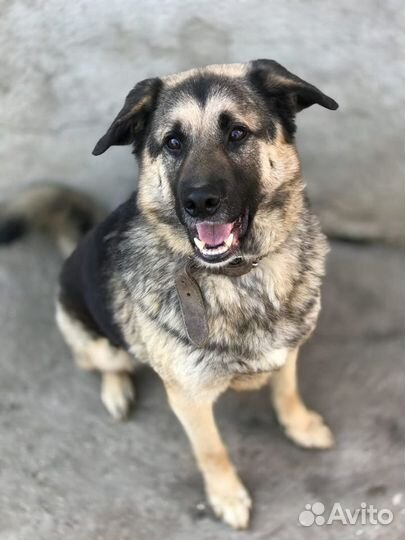 Лучшая в мире собака ищет свою любящую семью