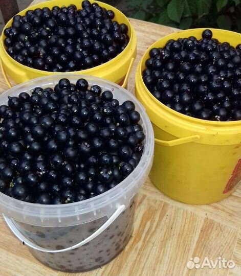 Паслён вкус детства